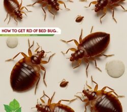 How to Get Rid of Bed Bugs Dubai